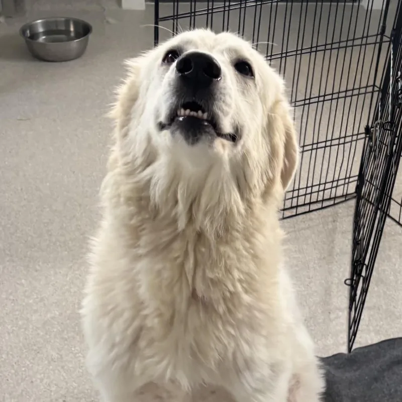 An adult medium-sized female White / Cream Great Pyrenees dog named Dove for adoption in LOXAHATCHEE, FL