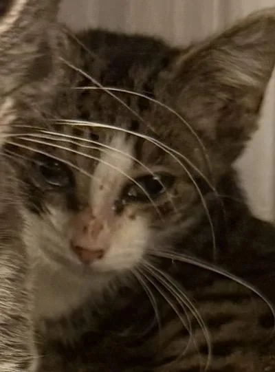 A baby small-sized female Domestic Short Hair cat named Darby for adoption in Hagerstown, MD