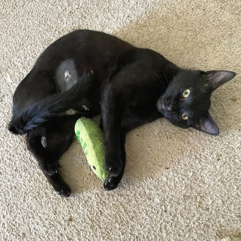 A young small-sized female Black Domestic Short Hair cat named Mamacita for adoption in Falls Church, VA