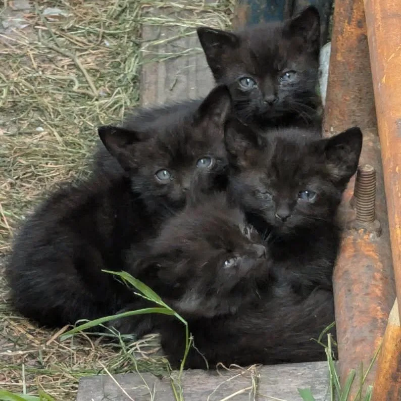 A baby small-sized male Black Domestic Short Hair cat named Ulric for adoption in Pacific Palisades, CA