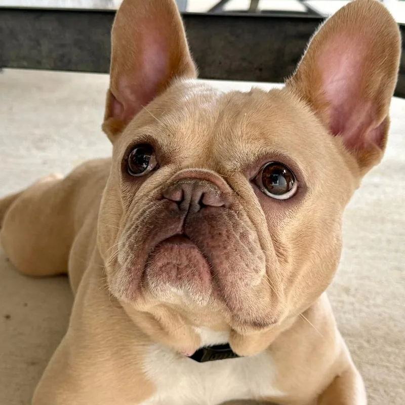 An adult small-sized female White / Cream French Bulldog dog named Muffin for adoption in Huber Heights, OH