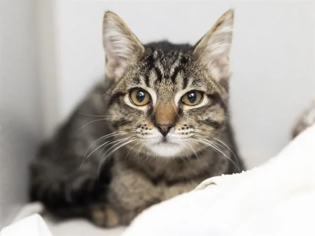 A baby small-sized male Domestic Short Hair cat named Ricky for adoption in Phoenix, AZ