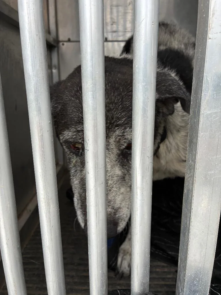 An adult medium-sized female Australian Cattle Dog / Blue Heeler dog named Miss Prissy for adoption in New Braunfels, TX