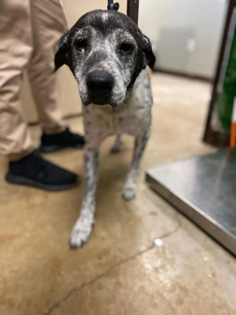 Miss Prissy thumbnail 2