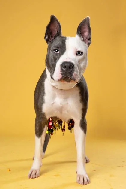 An adult large-sized female Mixed Breed dog named Coo Coo Clock for adoption in Atlanta, GA