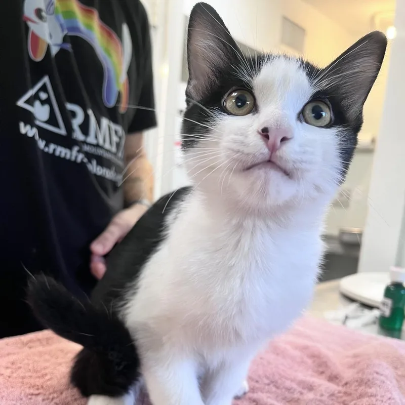 A baby small-sized male Black Domestic Short Hair cat named Prince Carlsbad for adoption in Denver, CO