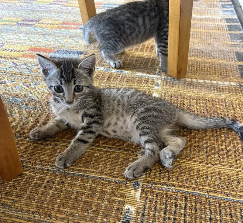 A baby small-sized female Gray / Blue / Silver Domestic Short Hair cat named Angel for adoption in Green Valley, AZ