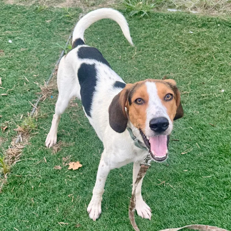 A young medium-sized male White / Cream Mixed Breed dog named Gunno for adoption in Bennettsville, SC