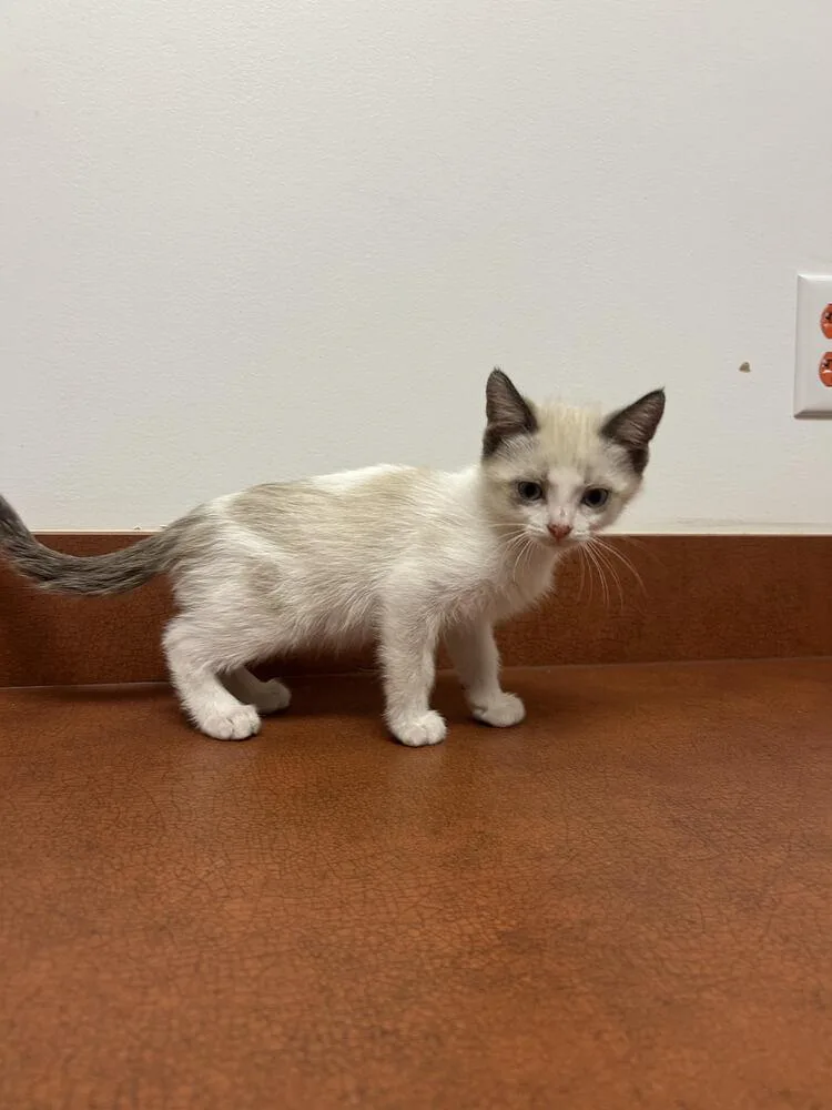 A baby small-sized male Siamese cat named Squeak for adoption in Lancaster, CA