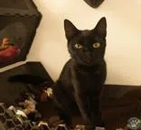 An adult small-sized female Black Domestic Short Hair cat named Ariella for adoption in Potsdam, NY
