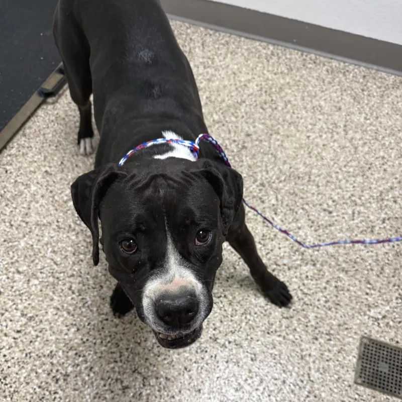 An adult medium-sized female Black Boxer dog named Dog for adoption in Bullhead City, AZ