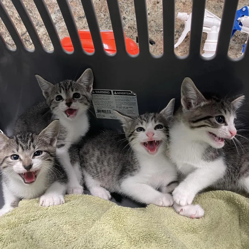 Jalapeno thumbnail 2