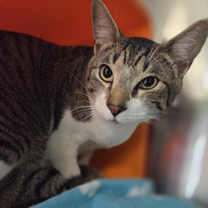 Jalapeno thumbnail 3