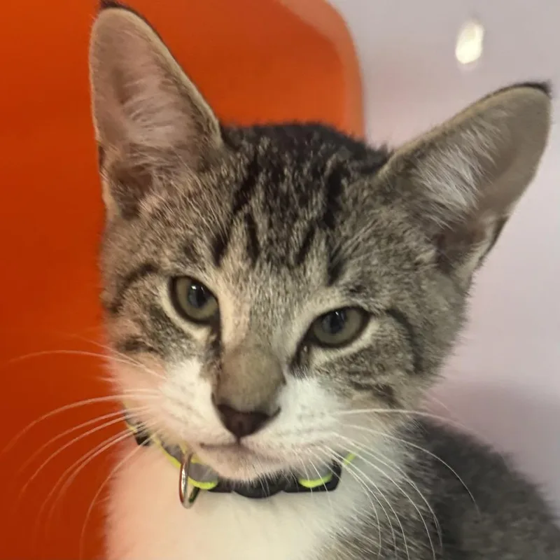 Jalapeno thumbnail 5