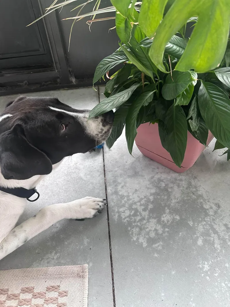 A young large-sized male Mixed Breed dog named King for adoption in New Smyrna Beach, FL