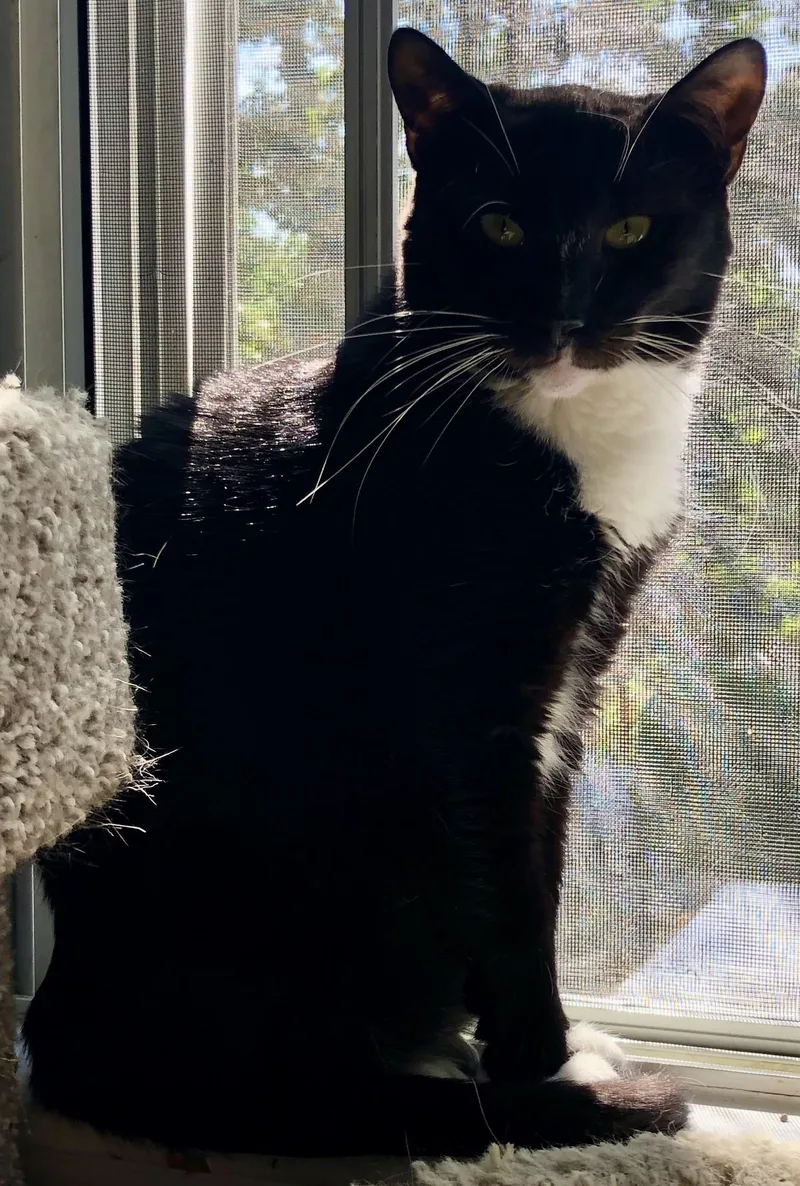 Tuxie Girl thumbnail 2