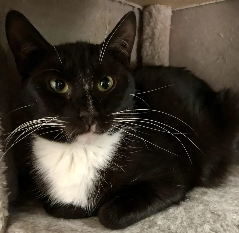 Tuxie Girl thumbnail 3