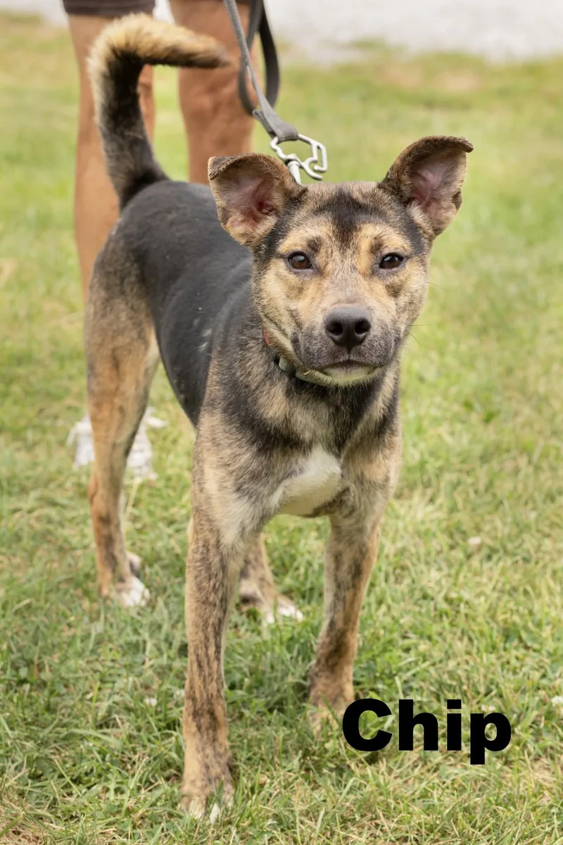 A young medium-sized male Tricolor (Brown, Black, & White) Mixed Breed dog named Chip for adoption in Macomb, IL