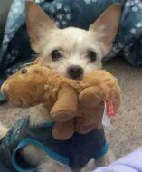 Peanut