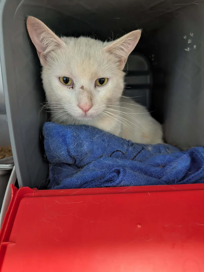 An adult medium-sized male Buff / Tan / Fawn Domestic Short Hair cat named Tiber  Visit At for adoption in Rustburg, VA