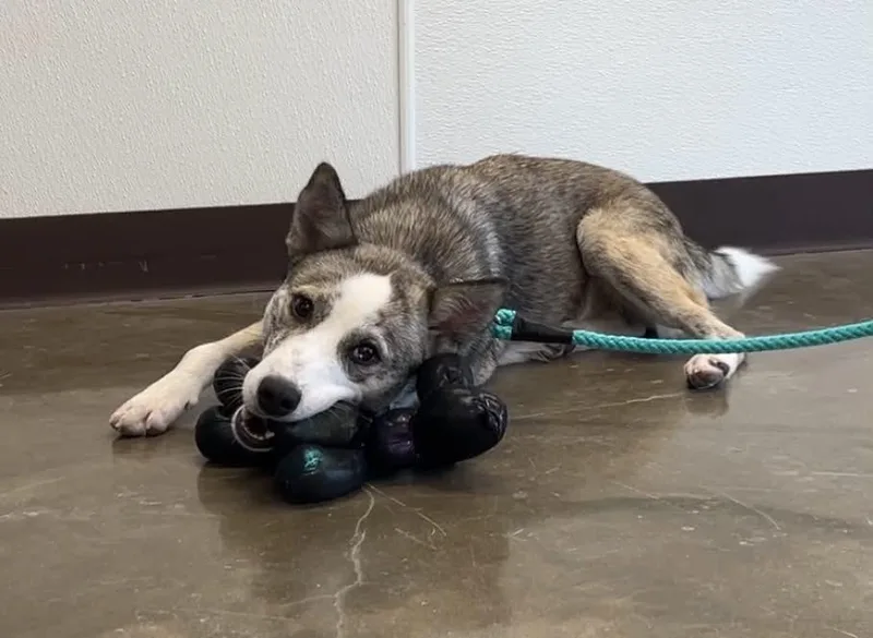Shyla "Skye"