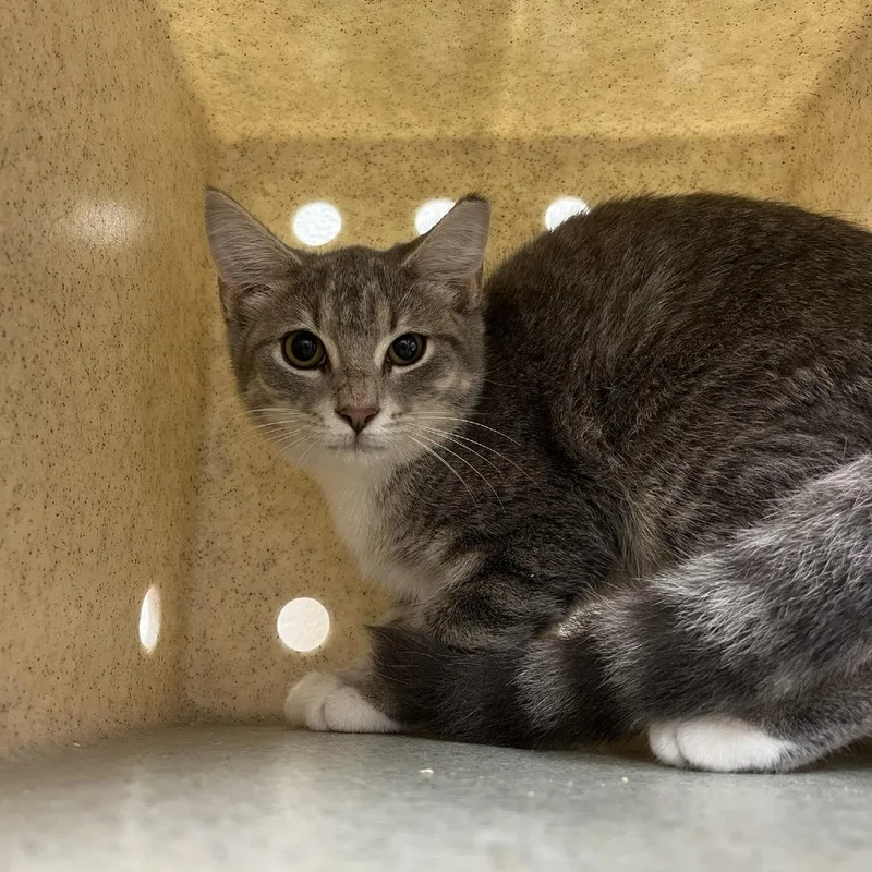 A baby small-sized female Gray / Blue / Silver Domestic Short Hair cat named Amanita for adoption in Lyndhurst, VA