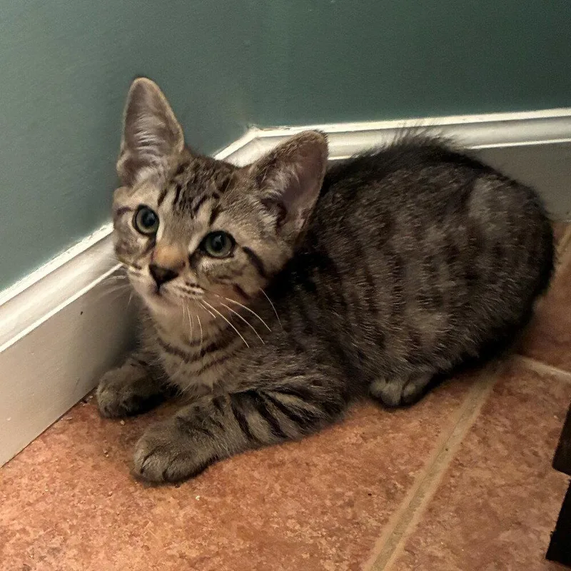 A baby medium-sized male Domestic Short Hair cat named Garnet for adoption in Candler, NC