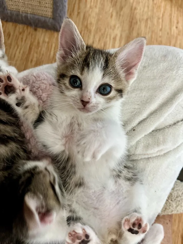 A baby small-sized female Domestic Short Hair cat named Esther for adoption in Emerald Isle, NC