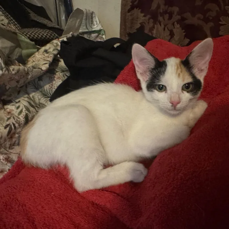 A baby small-sized female Calico Domestic Short Hair cat named Cake for adoption in Columbus, GA