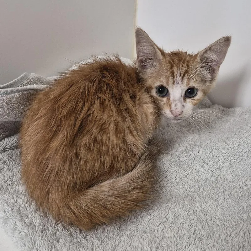 A baby small-sized male Orange / Red Domestic Short Hair cat named Alan for adoption in Portland, TX