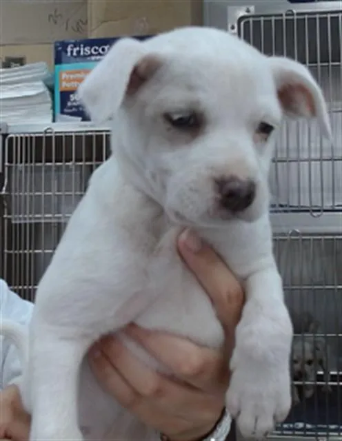 A baby medium-sized female Pit Bull Terrier dog named Mermaid for adoption in Salinas, CA