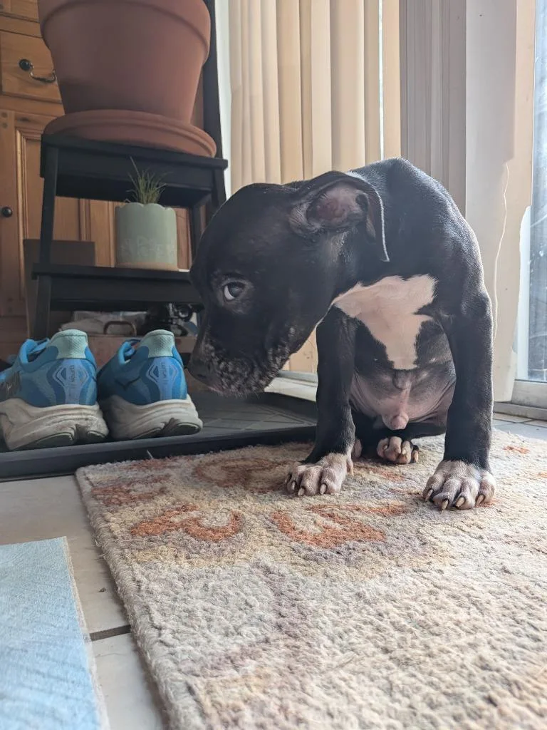A baby medium-sized male Black Pit Bull Terrier dog named Harvey for adoption in Austin, TX