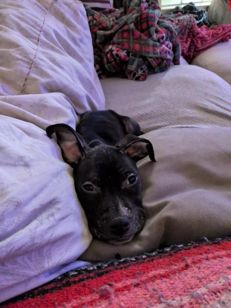 Harvey thumbnail 2