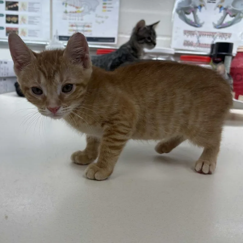 A baby small-sized male Orange / Red Domestic Short Hair cat named Nico for adoption in Beaumont, TX