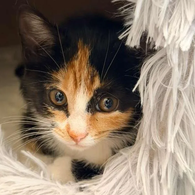 A baby small-sized female Calico Domestic Short Hair cat named Minnie for adoption in Winchester, VA