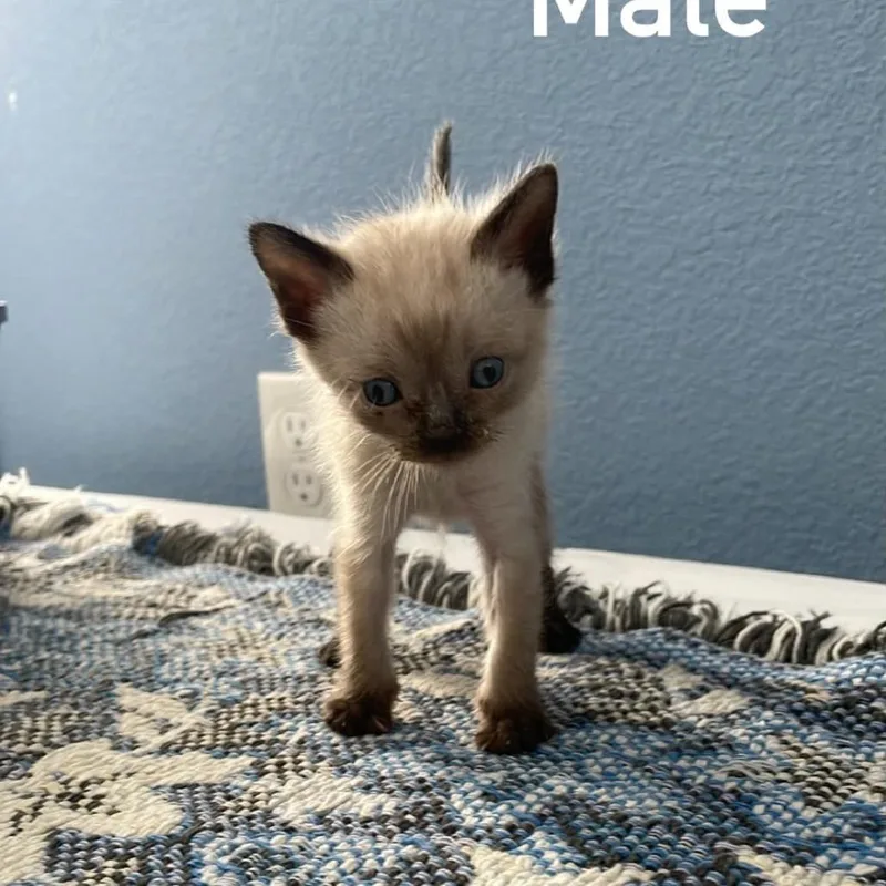A baby small-sized male Gray / Blue / Silver Siamese cat named Snickers for adoption in CHANUTE, KS