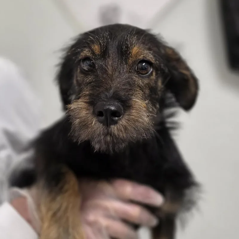 A baby small-sized male Yellow / Tan / Blond / Fawn Mixed Breed dog named Courage for adoption in Troy, IL