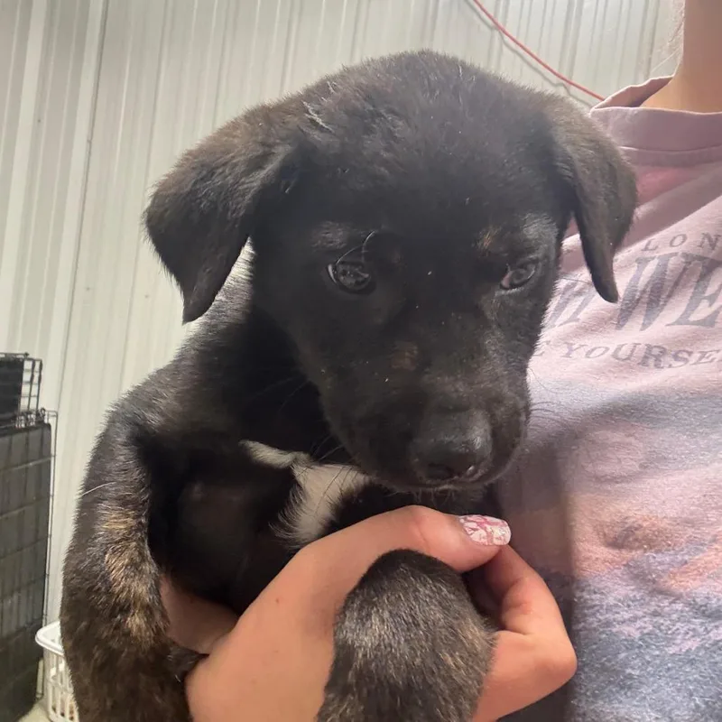 Chief  U thumbnail 2