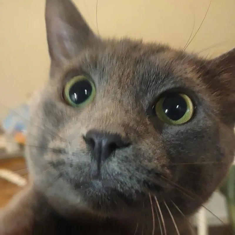 An adult small-sized male Gray / Blue / Silver Domestic Short Hair cat named Torta  Home to for adoption in South Elgin, IL