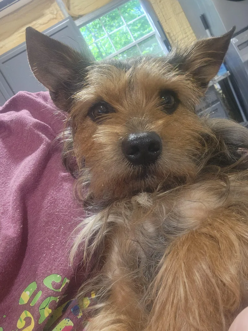 Rascal thumbnail 2