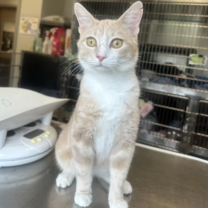 A young medium-sized male Buff / Tan / Fawn Domestic Short Hair cat named Kayos for adoption in Columbia Station, OH