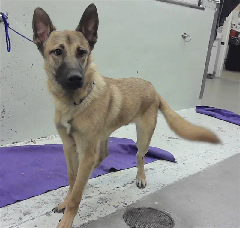 A young medium-sized male German Shepherd Dog dog named Pablo for adoption in Houston, TX
