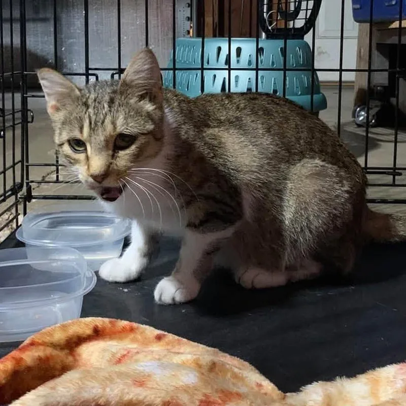 A young medium-sized female Brown / Chocolate Domestic Short Hair cat named Brooklyn for adoption in Rochester, MN