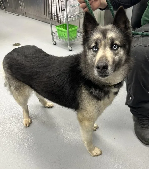An adult medium-sized female Siberian Husky dog named Pen C Mariah Hw+ for adoption in Lawrenceville, GA