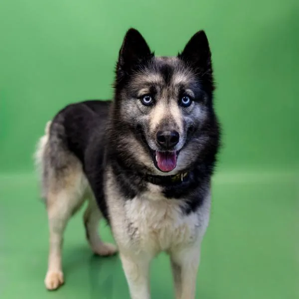 Pen C Mariah Hw+ thumbnail 2