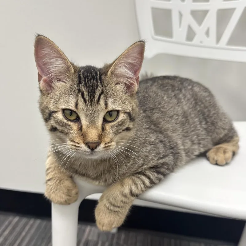 A young medium-sized female Domestic Short Hair cat named Rory for adoption in Cumming, GA