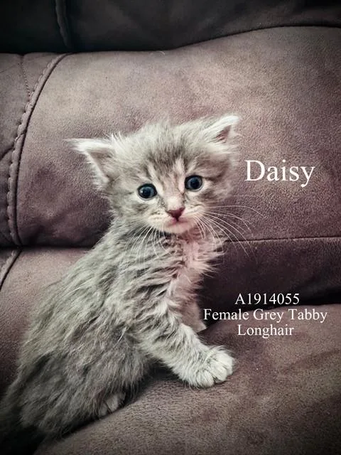 A baby small-sized female Domestic Short Hair cat named Daisy for adoption in Riverside, CA