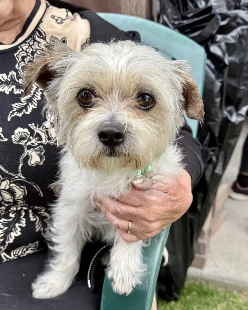 An adult small-sized male White / Cream Lhasa Apso dog named Louie for adoption in Glendale, CA