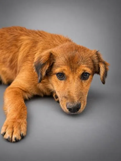 A young medium-sized female Australian Shepherd dog named Demi for adoption in Bowling Green, KY