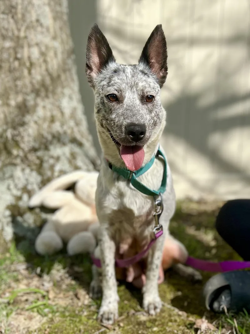 Mama Mya thumbnail 4